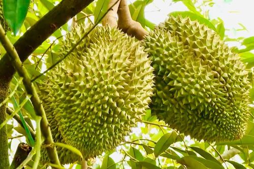 Loại quả nào không nên cúng Rằm tháng 7?
