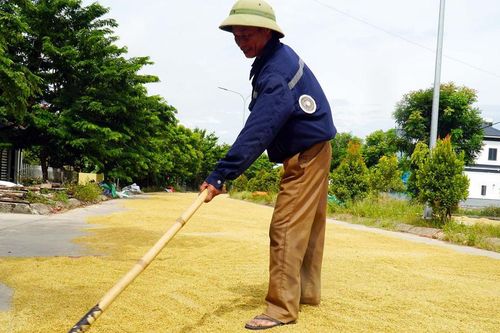 Giá lúa tăng 2.000 đồng/kg, nông dân Nghệ An phấn khởi