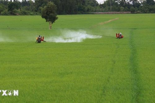 Đồng Tháp đẩy nhanh tiến độ xuống giống vụ lúa Thu Đông tránh lũ