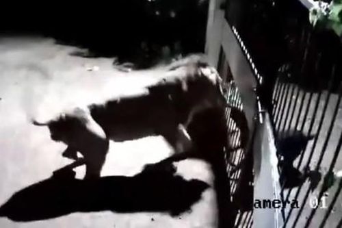 Clip: Chó nhà dũng cảm đối đầu 2 sư tử trong đêm và cái kết