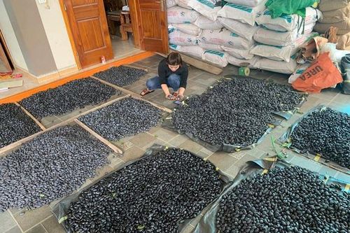 Thương lái khóc ròng vì lỗ hàng trăm triệu đồng khi 'vàng đen' mất mùa