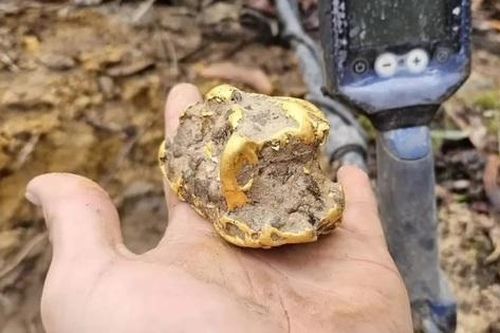 Người đàn ông đào được cục vàng trị giá 2,5 tỷ dưới gốc cây mục nát