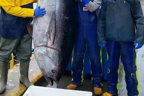 Ngư dân bắt được con cá ngừ khổng lồ nặng 350kg, trị giá 321 triệu đồng