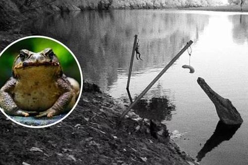 Úc dùng phương pháp 'lạ' để cứu cá sấu khỏi cóc độc xâm lấn