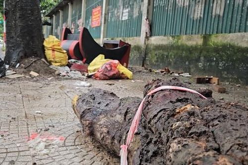 Cây xanh Hà Nội 'nghẹt thở' vì biển quảng cáo, rác thải