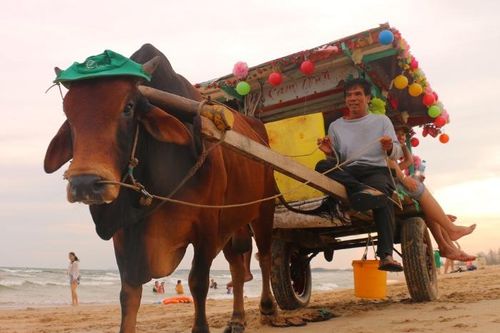 Chuyến xe ụm bò bên biển La Gi