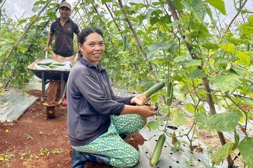 Dự án xây dựng vùng trồng rau củ quả VietGAP, hình thành thói quen trồng rau an toàn