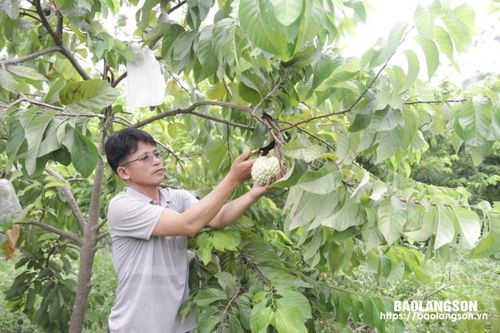 Hỗ trợ phát triển sản xuất: Chú trọng liên kết theo chuỗi giá trị