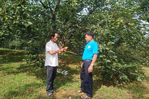 Mở rộng diện tích hồng không hạt Gia Thanh