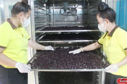Hỗ trợ công nghệ, nâng cao giá trị sản phẩm OCOP
