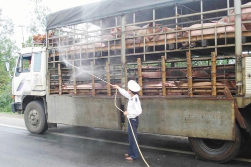 Báo động nguy cơ lây nhiễm dịch tả lợn châu Phi