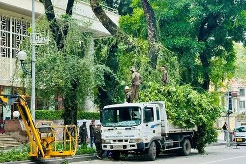 Cắt tỉa cây xanh trước mùa mưa bão