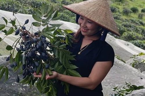 Nông dân Thanh Chương 'khóc ròng' vì loại quả được ví như 'vàng đen' mất mùa chưa từng có