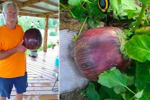 Quả cà tím khổng lồ