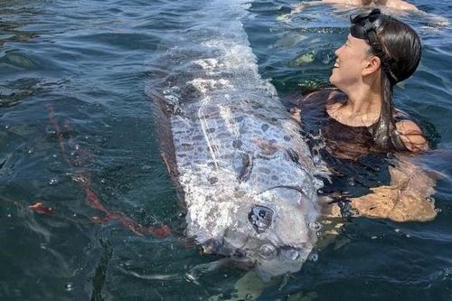 'Cá ngày tận thế' xuất hiện ngay trước cơn động đất ở Mỹ