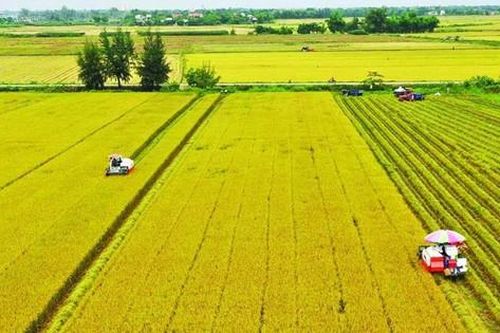 Quy định thực hiện tập trung, tích tụ đất nông nghiệp