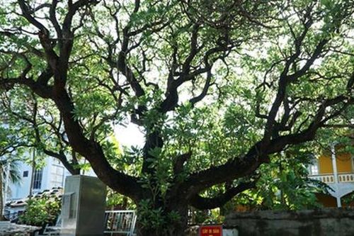 Quy định thế nào về công nhận và tôn vinh cây di sản?