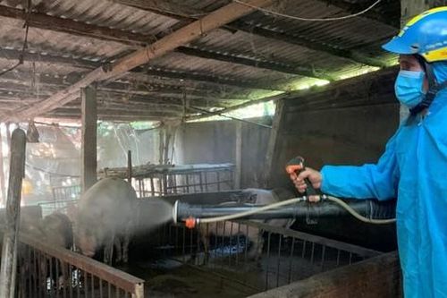 Bay sạch cơ nghiệp vì dịch tả lợn