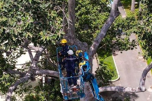 Bay flycam kiểm tra, cắt tỉa cây xanh tại TPHCM