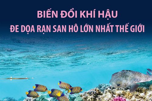 Biến đổi khí hậu đe dọa rạn san hô lớn nhất thế giới