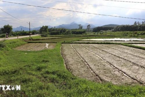 Quảng Ngãi: Chỉ đạo xử lý dứt điểm việc thu tiền đã 30 năm nhưng chưa giao đất cho dân