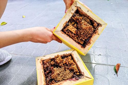 Loại mật ong giá đến 1,5 triệu đồng/lít vẫn 'cháy' hàng, vì sao?