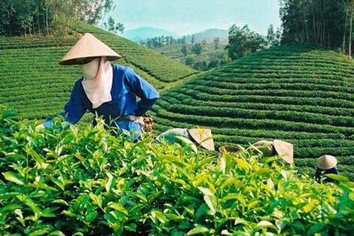 Việt Nam xuất khẩu chè nhiều nhất sang thị trường nào?