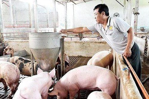 Bức tranh kinh doanh nửa năm của doanh nghiệp chăn nuôi: Giá bán tăng nhưng lợi nhuận phân hóa
