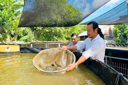 Thu nhập cao nhờ mô hình nuôi cá chạch lấu dưới tán vườn xoài