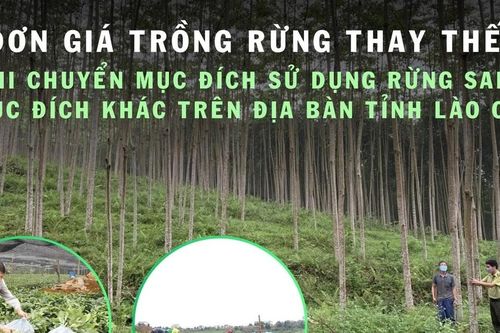 Đơn giá trồng rừng thay thế khi chuyển mục đích sử dụng rừng sang mục đích khác trên địa bàn tỉnh Lào Cai