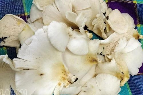 Mường Khương: Ngộ độc nấm, 3 người nhập viện