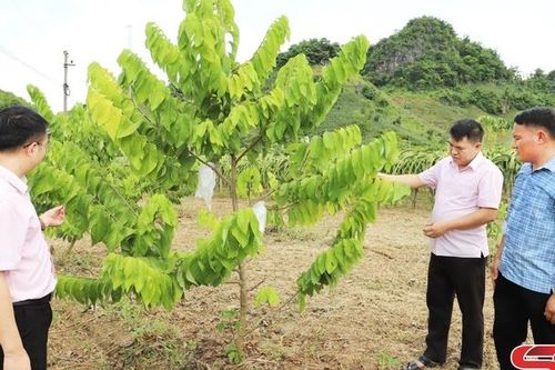 Nhiều nguồn vốn hỗ trợ nông dân phát triển sản xuất
