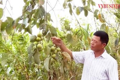 Những cây trồng 'dễ tính' cho thu trăm triệu mỗi năm ở xứ Lạng