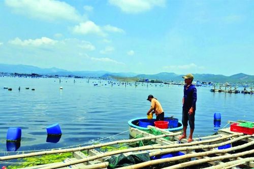 Ngân hàng hỗ trợ người nuôi tôm vượt qua khó khăn