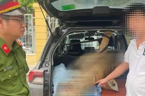 Khởi tố đối tượng rao bán cá thể hổ hoàn chỉnh trên mạng xã hội
