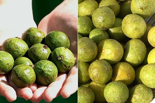 Có nên cạo vỏ quả sấu trước khi trữ đông?
