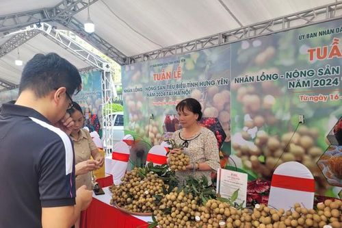 Đưa nhãn lồng Hưng Yên về Hà Nội với giá 'dùng thử', chưa đầy 30.000 đồng/kg, quả to tròn, mọng nước