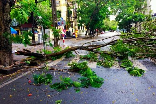 Cách nào để đô thị có bóng mát cây xanh mà vẫn an toàn?
