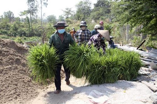 Chợ cỏ Ô Lâm