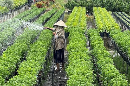 Khởi động mùa trồng hoa Tết