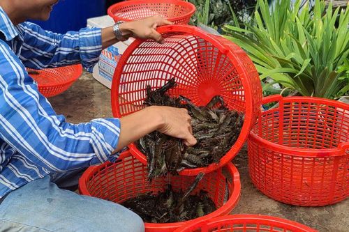 Tôm Cà Mau đạt chứng nhận cấp quốc tế