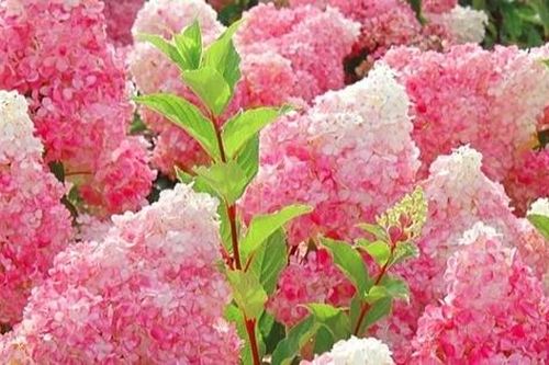 Cây cảnh hút điềm lành, hấp dẫn như cây kem dâu khổng lồ