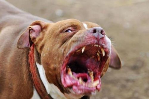 Gia tăng số vụ chó pitbull tấn công ở Italy