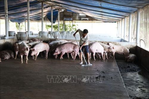 Di dời cơ sở chăn nuôi ra khỏi khu dân cư - Bài 1: Cuộc 'cách mạng' đại di dời