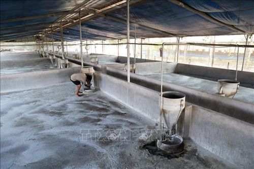 Di dời cơ sở chăn nuôi ra khỏi khu dân cư - Bài cuối: Cần lộ trình phù hợp