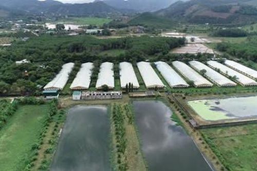 Đồng Nai: Cơ sở chăn nuôi heo vi phạm quy định về môi trường bị phạt hơn 300 triệu đồng