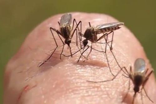 Muỗi đốt có thể truyền nhiều bệnh nguy hiểm, đây là cách bảo vệ bạn và trẻ nhỏ khỏi bị muỗi đốt