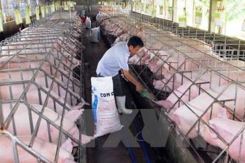 Di dời cơ sở chăn nuôi ra khỏi khu dân cư - Bài 1: Cuộc cách mạng đại di dời