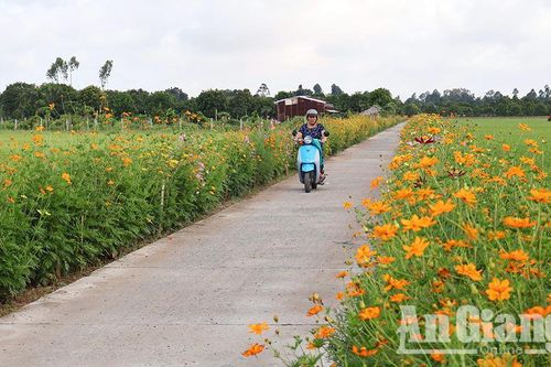 Đường hoa rực rỡ trên quê hương Bác Tôn