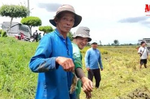 Mùa 'săn' chuột đồng